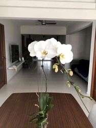 Blk 106 Spottiswoode Park Road (Bukit Merah), HDB 5 Rooms #629371131